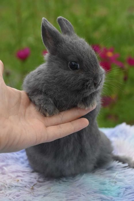 Króliki karzełki / miniaturki