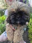 Piesek Shih tzu z rodowodem