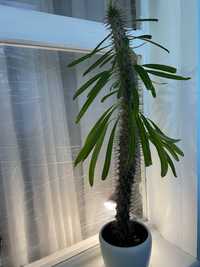 Пахіподіум (Мадагаскарська пальма) з горщиком