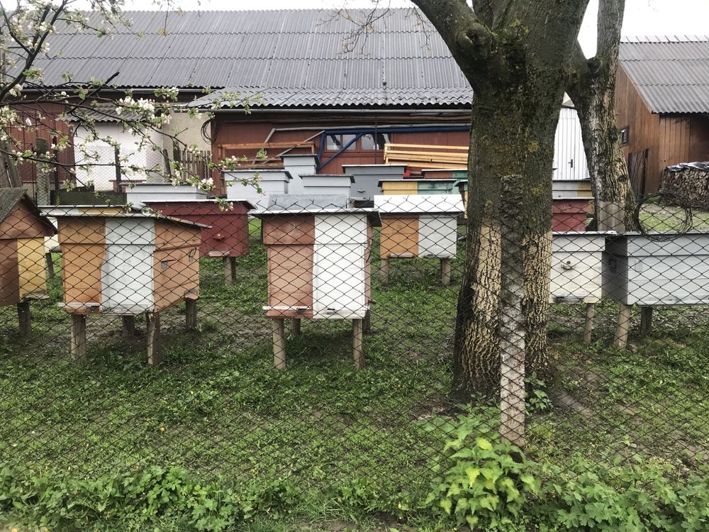 Бджоли,бджолосім‘ї