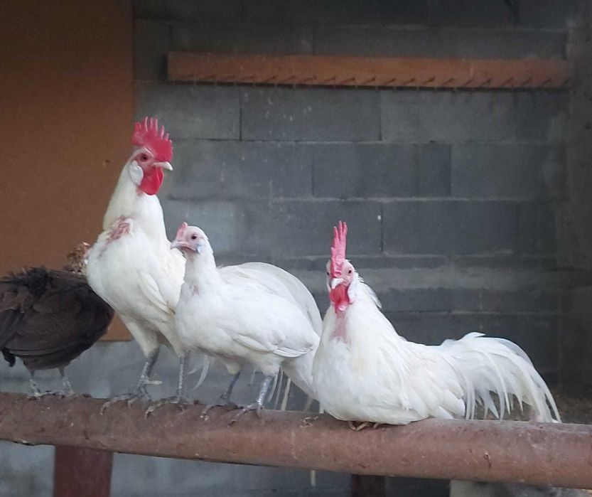 Galinhas FÉNIX BRANCAS – Mutação RARA
