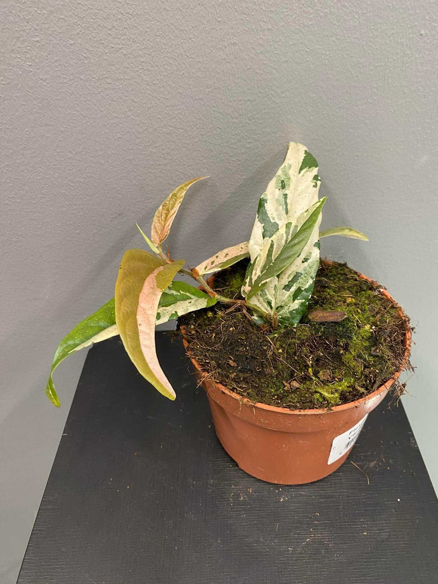 Ficus Sagittata Variegata Pink