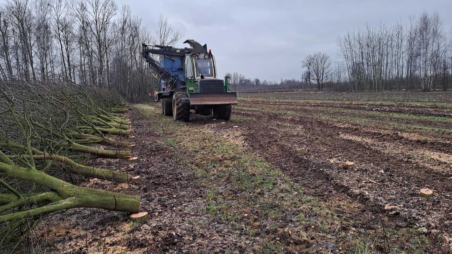 Wycinka, karczowanie i usuwanie drzew