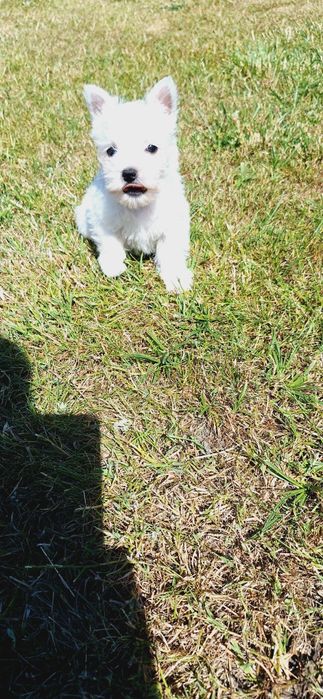 West Highland White Terrier