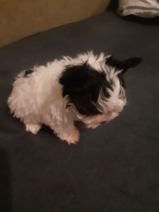 York biewer szczeniak