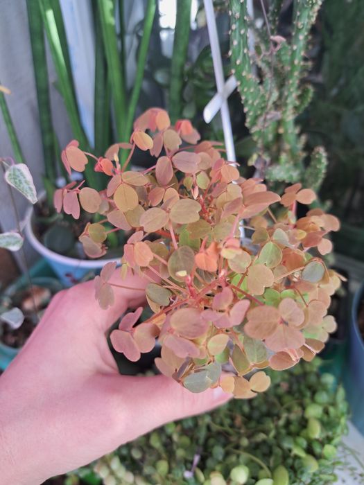 Оксаліс red sunset церопегія сільвер глорі аглаонема вайт