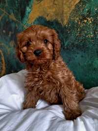 CAVAPOO piesek czerwony