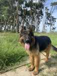Owczarek niemiecki Dragon adopcja schronisko pies szczeniak