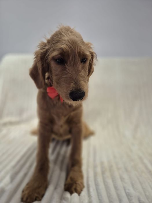 Goldendoodle f1 standard