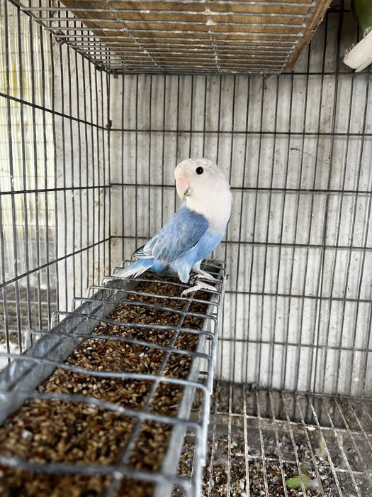 Agapornis Roseicollis Macho 2025