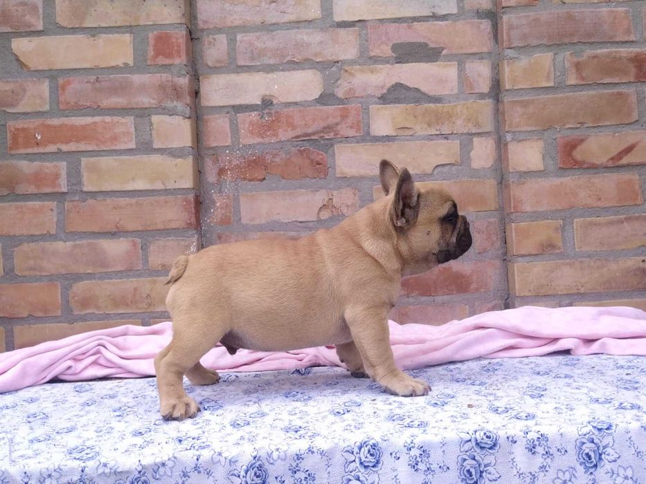 Buldog Francuski