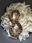 Heterodon zachodni CONDA