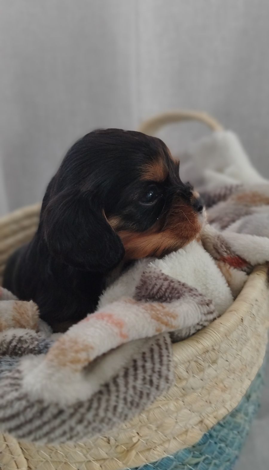 Samiec cavalier king charles spaniel