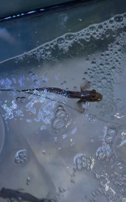 Mudskipper - Periophthalmus papilio
