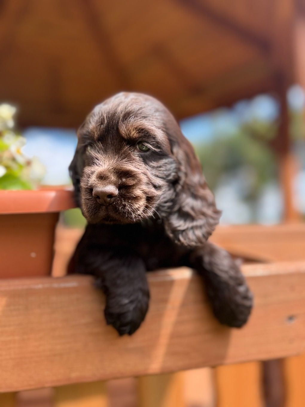 Cocker spaniel angielski sunia