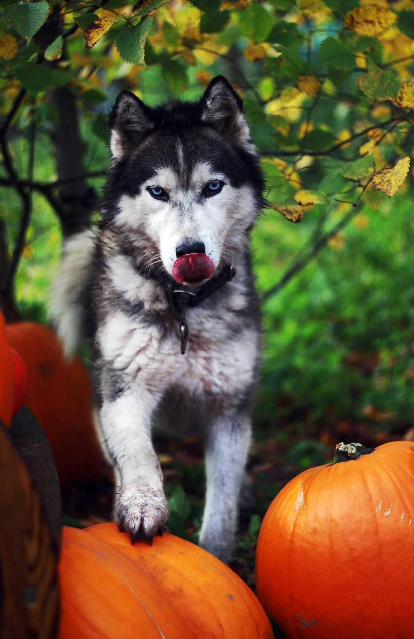 Pies husky o niezwykłych oczach szuka aktywnego domu