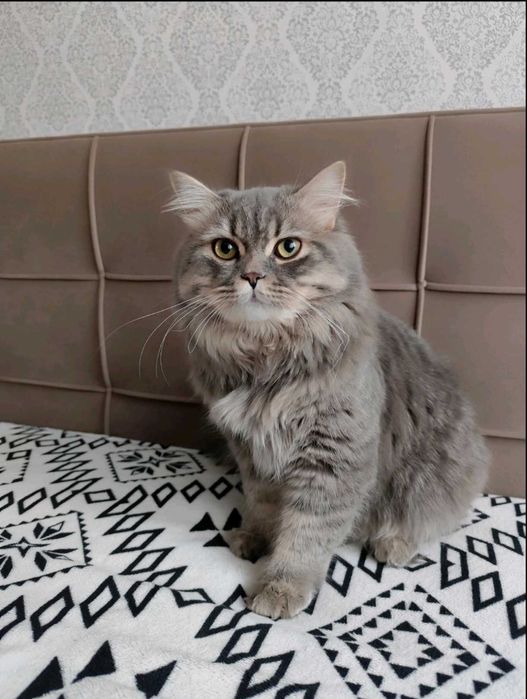 Віддам котика в хороші руки