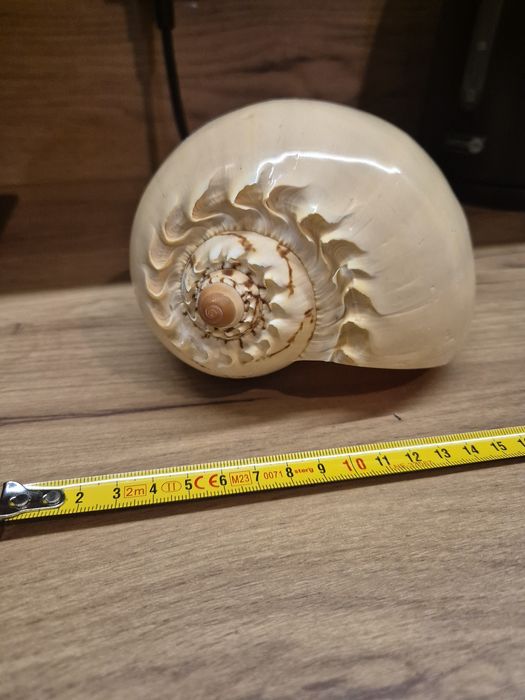 Muszla Melo Broderipii