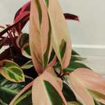 calathea triostar // planta interior
