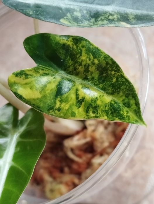 Alokazja Bambino Aurea sadzonka