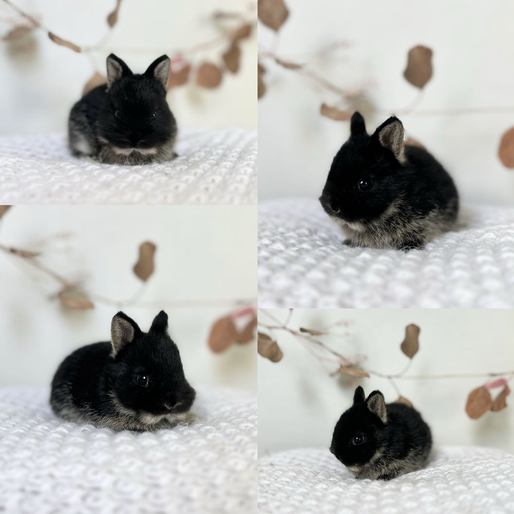 Króliczki Gotowe do odbioru Rasy Karzełek Teddy i Baranek Mini Lop