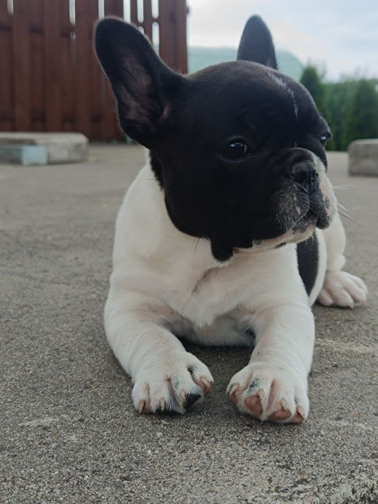 Buldog Francuski
