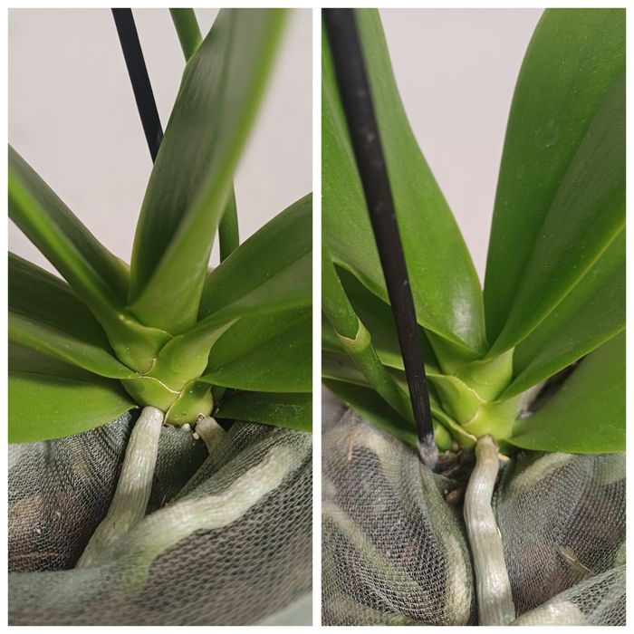 Орхідея метелик Мохіто