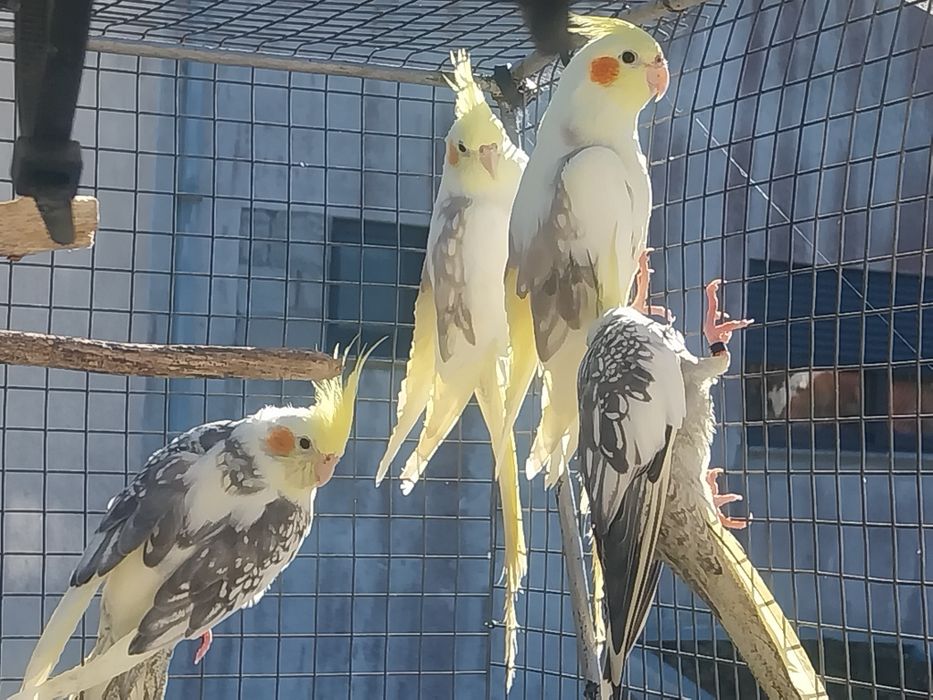 Caturras turquesinos red ram e kakarikis p pirruas