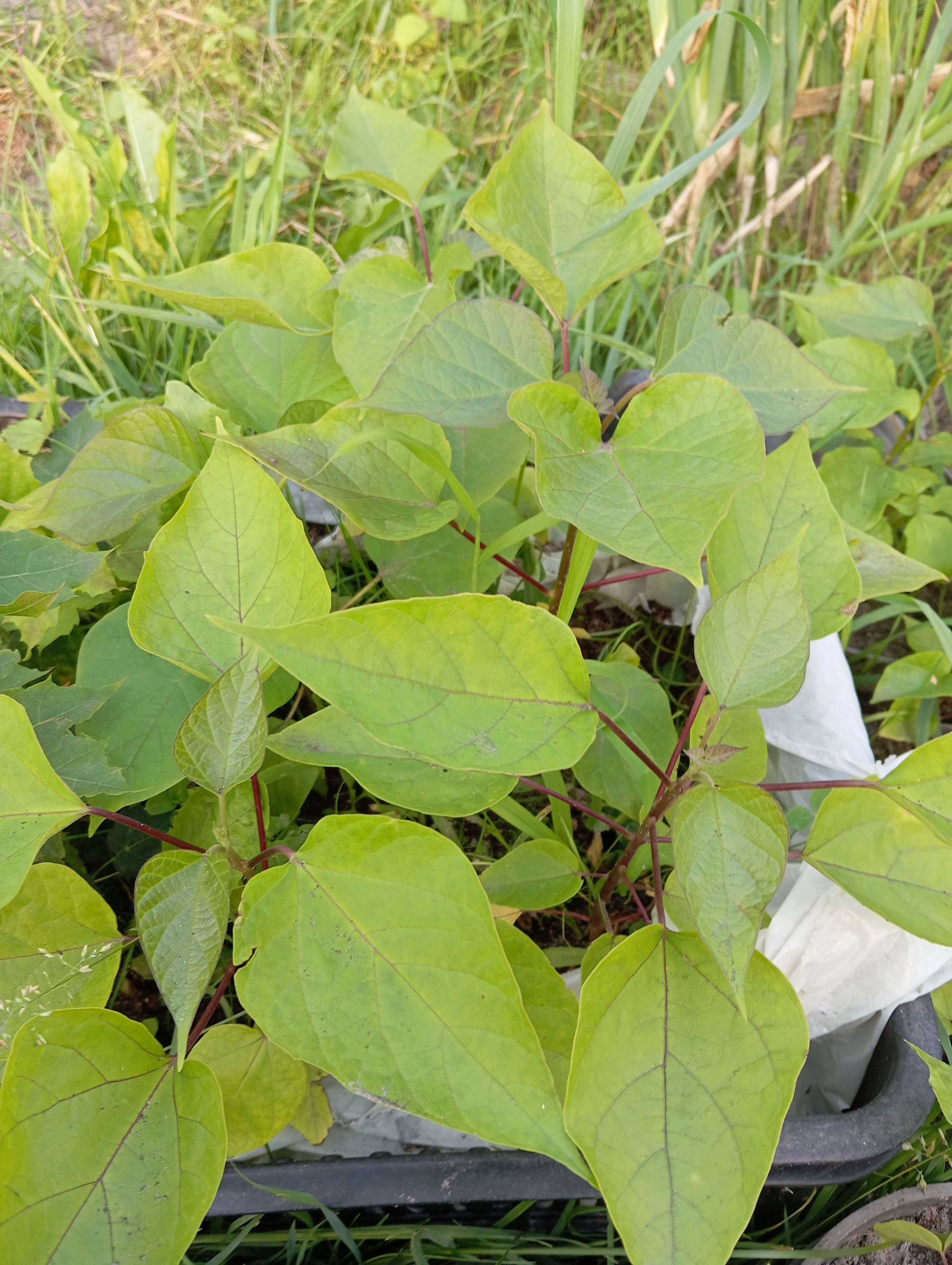 Botaniczna Surmia bignoniowa  - Katalpa , sadzonka w doniczce 2letnia