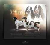 springer spaniel angielski - dostępny chłopiec wątrobiano biały