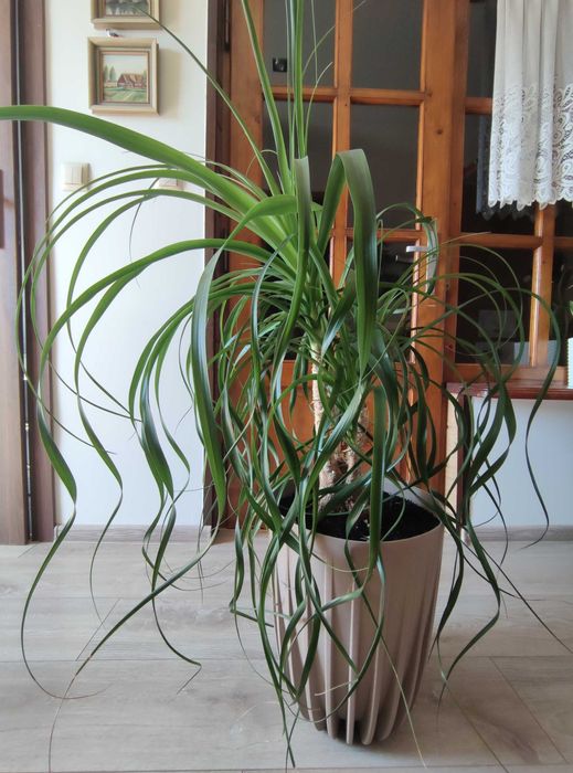 Nolina - stopa słonia