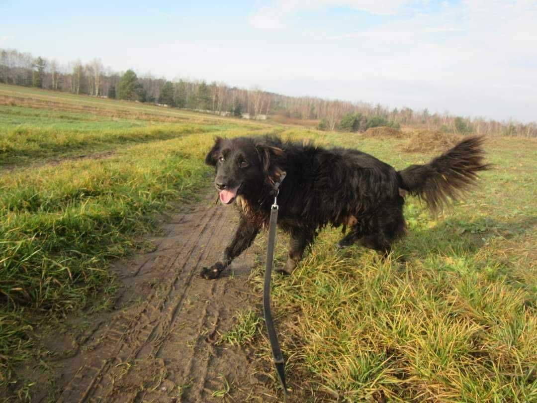 Upodlony, złamany przez człowieka  DREDZIK - poddał się za kratami !