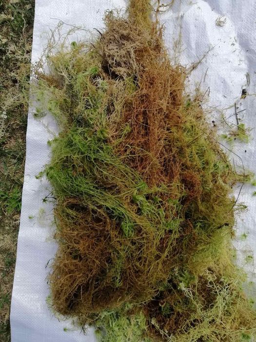 МОХ  ПУХНАСТИЙ/ живий/ сухий