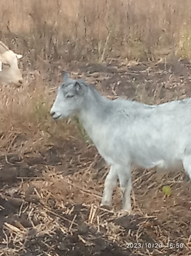 Кози.продам.козенята