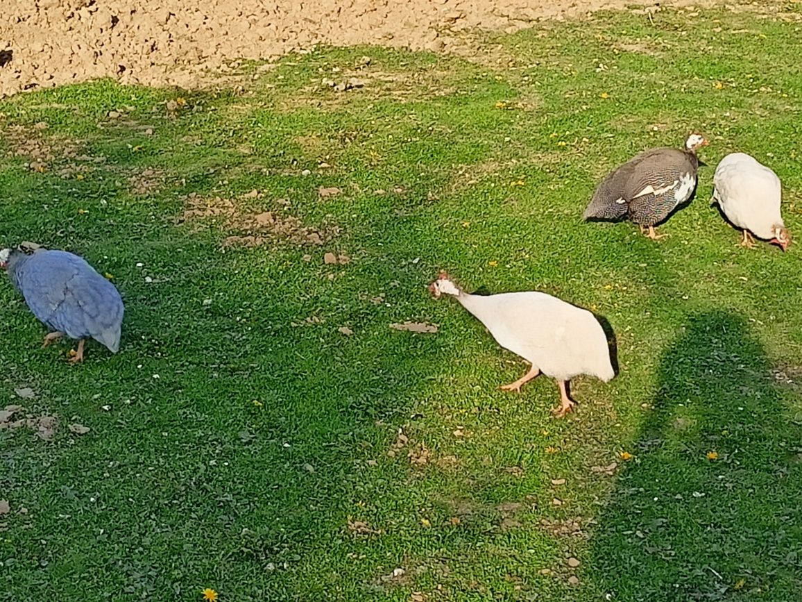 Perliczki jaja jajka lęgowe