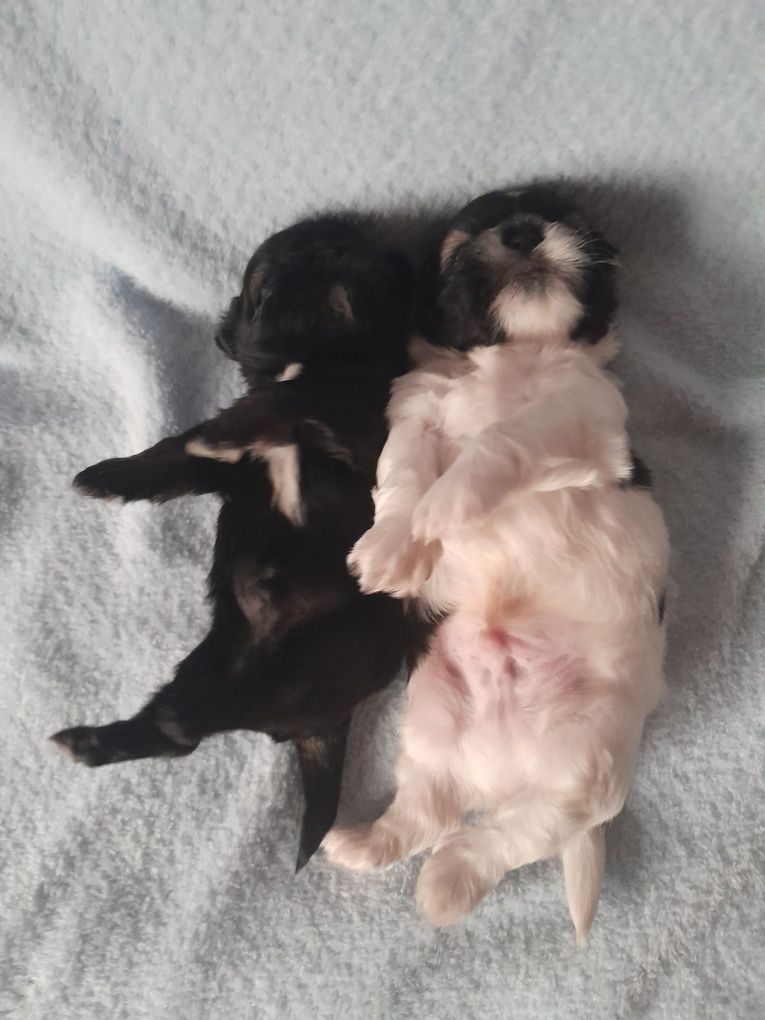 SHIH  TZU piesek