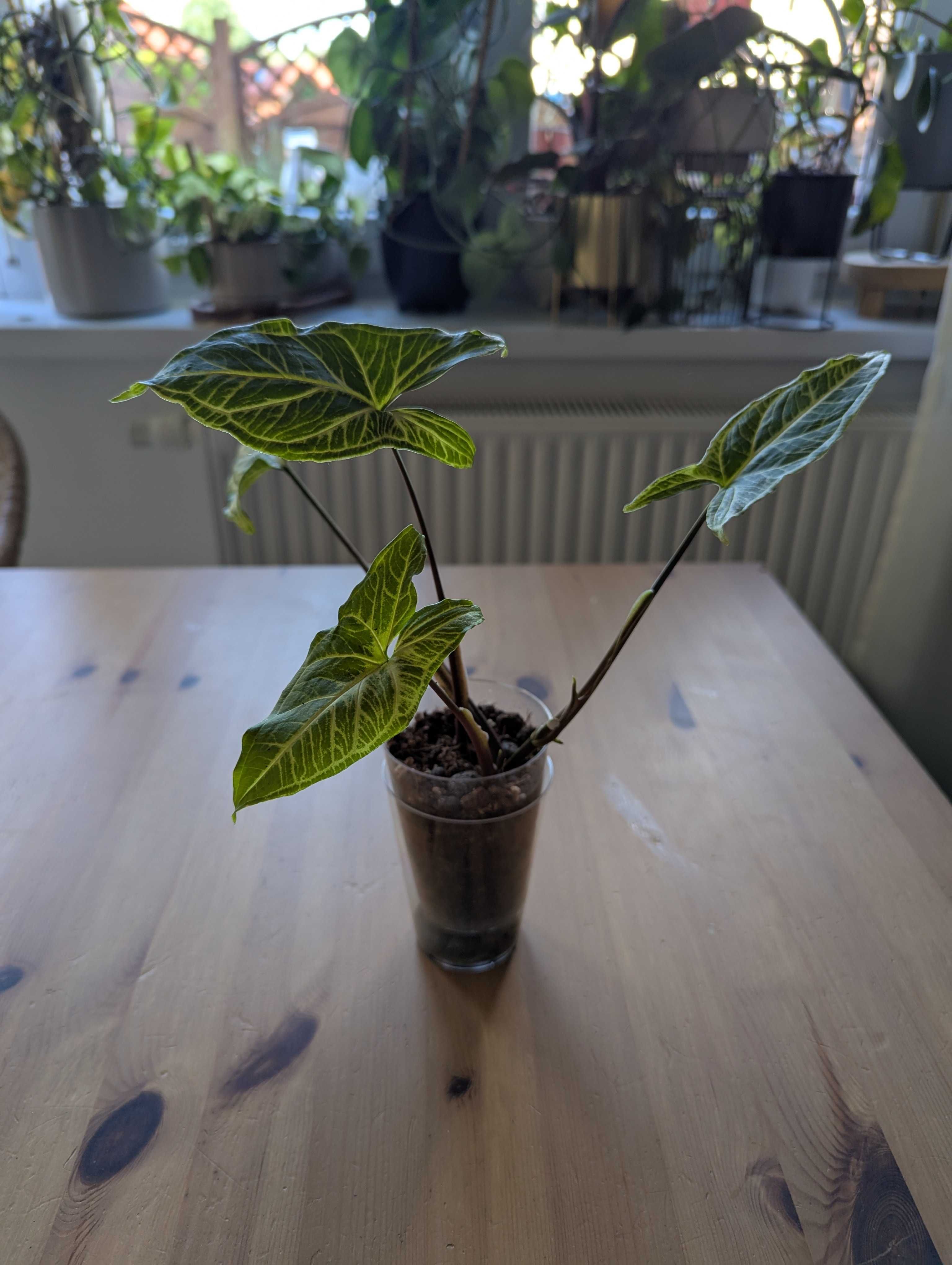Syngonium różne odmiany