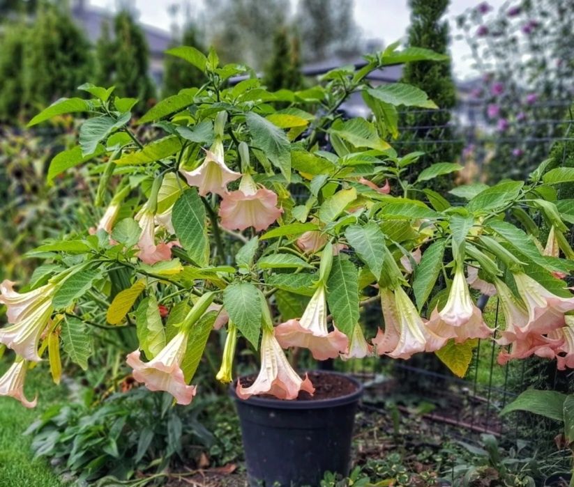 Datura 3 kolory: biała, żółta, łososiowa