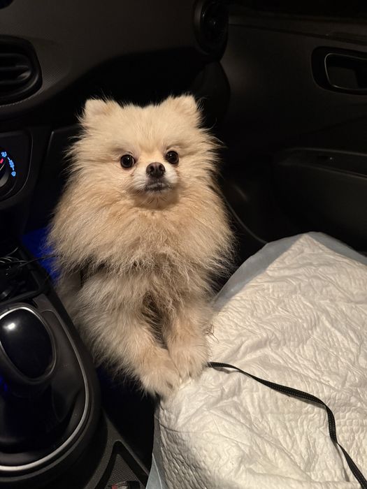 Купить собаку недорого!