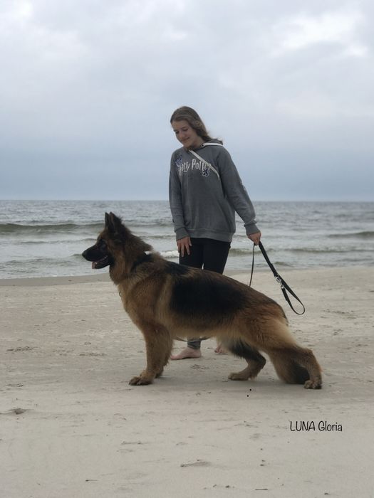 Owczarek Niemiecki Długowłosy - szczenię umaszczenie CZARNE