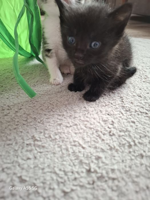 Oddam koty za darmo !!!