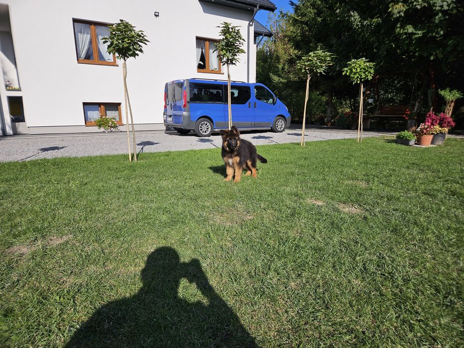 Owczarek Niemiecki Długowłosy