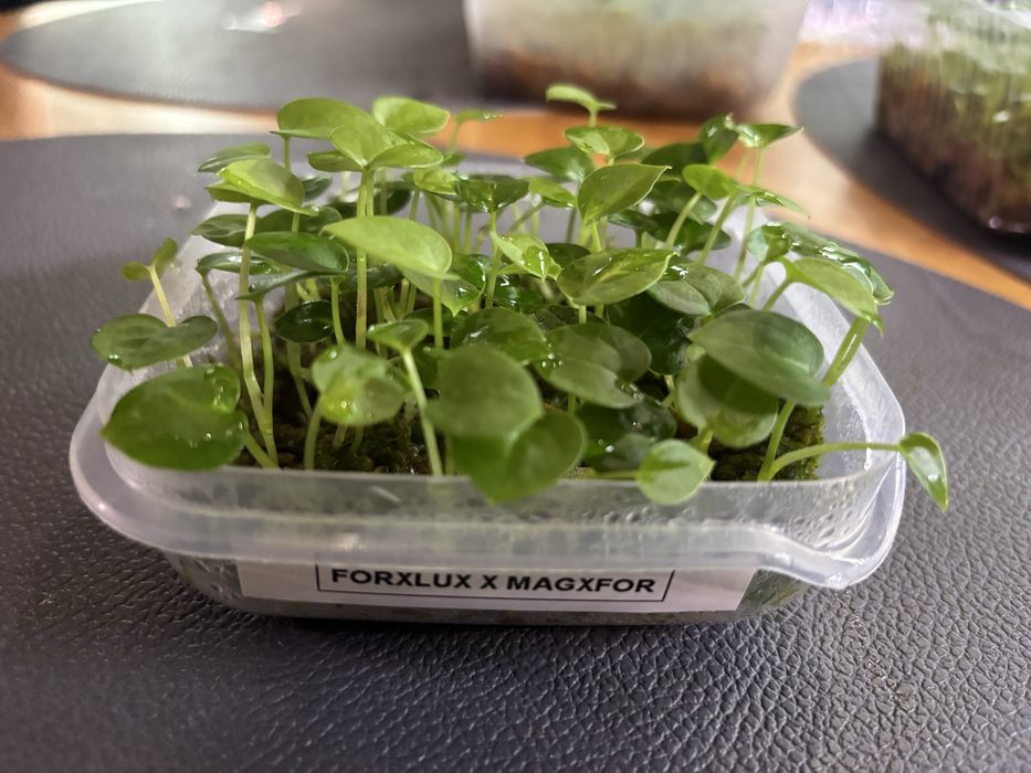 Hybrydy anthurium siewki Fort Sherman Forgetii Magnificum Crystalinum