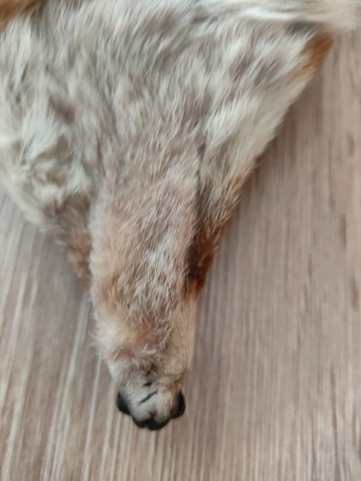 Naturalne lisy 2szt.