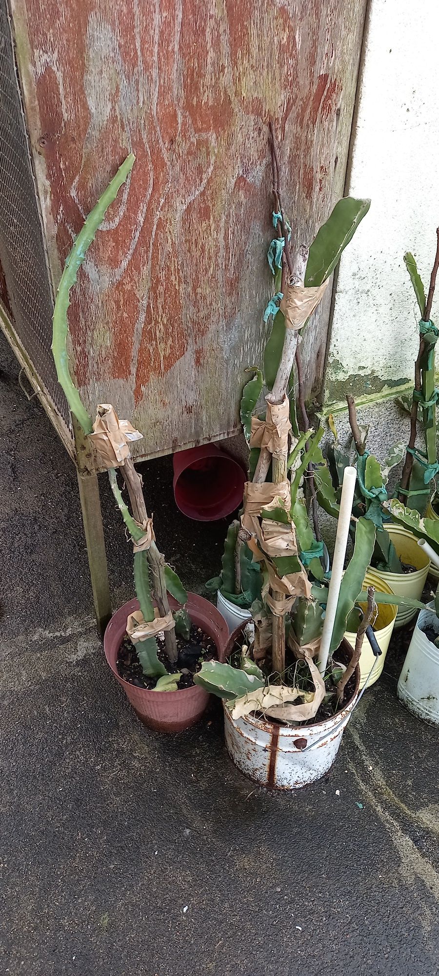 mudas de pitaya varios tamanho