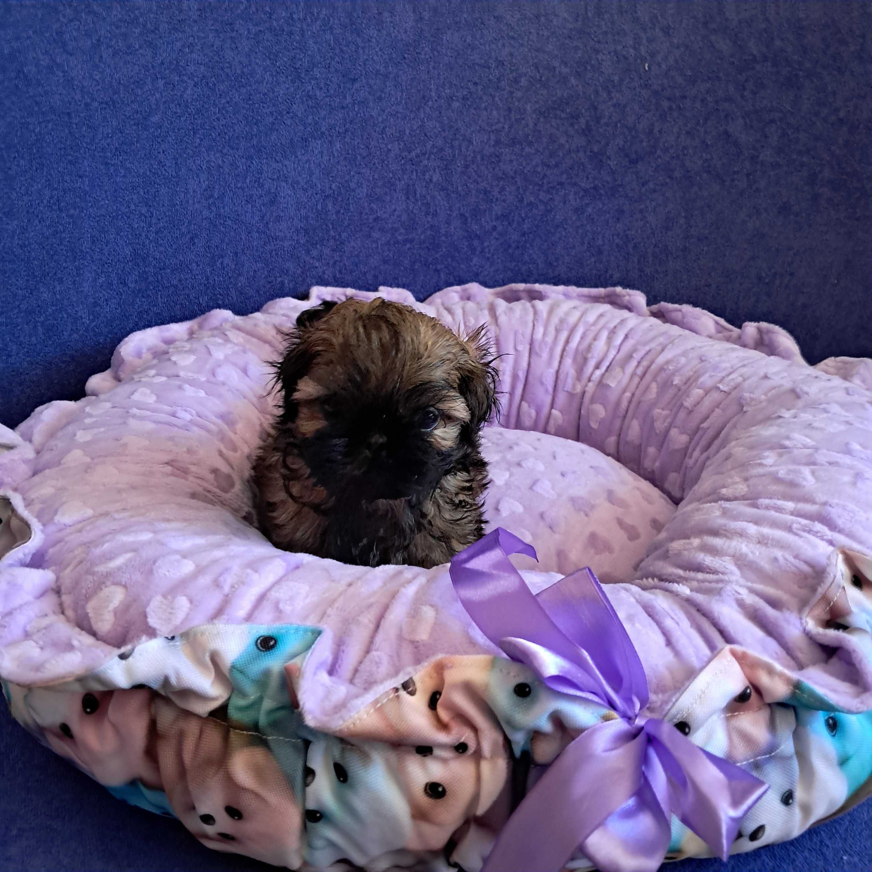 SHIH TZU chłopiec gotowy do odbioru