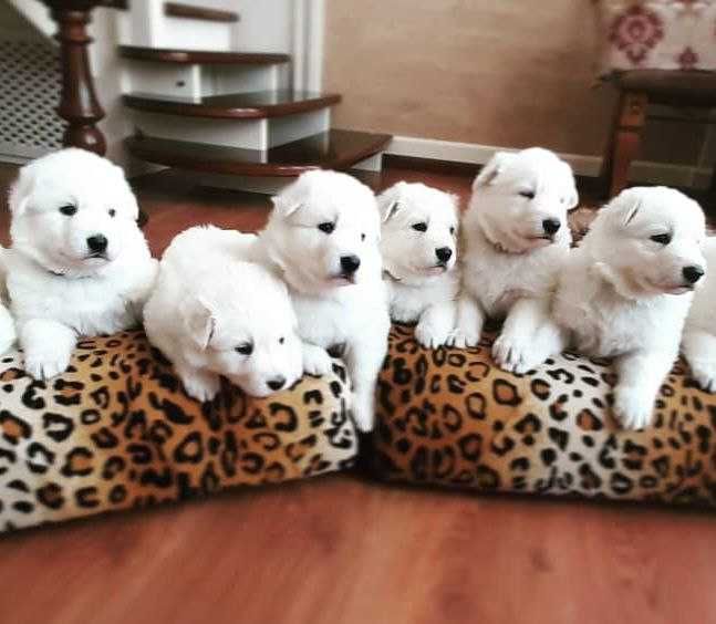 БШО — елітні цуценята, документи, соціалізація