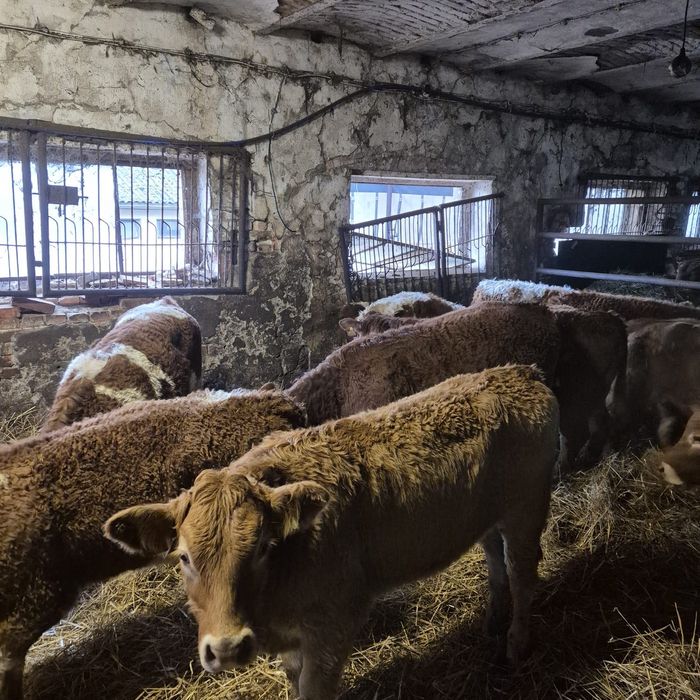 Jałówki , Odsadki , cielaki