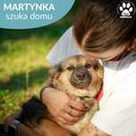 Przepiękna Martynka szuka domu!