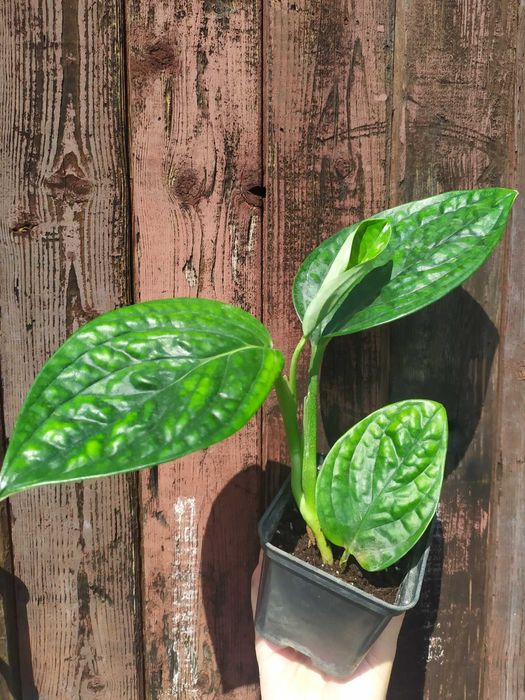 Заміокулькас Зензі, звичайний